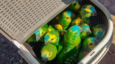 En lo que va de Argentina, se registraron tres muertes por psitacosis En lo que va de Argentina, se registraron tres muertes por psitacosis