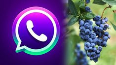 Modo Blueberry de WhatsApp: qué es y cómo activarlo. Modo Blueberry de WhatsApp: qué es y cómo activarlo.
