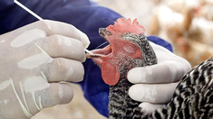 Brasil es el principal exportador de carne aviar del mercado internacional, donde abastece a más de 150 países. Brasil es el principal exportador de carne aviar del mercado internacional, donde abastece a más de 150 países.