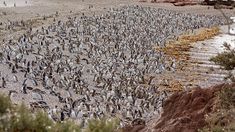 La reserva ofrece la posibilidad de avistar otras especies autóctonas de la región patagónica. La reserva ofrece la posibilidad de avistar otras especies autóctonas de la región patagónica.