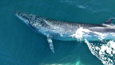 Dos ballenas de la misma especie terminaron varadas en el Río de la Plata. Dos ballenas de la misma especie terminaron varadas en el Río de la Plata.
