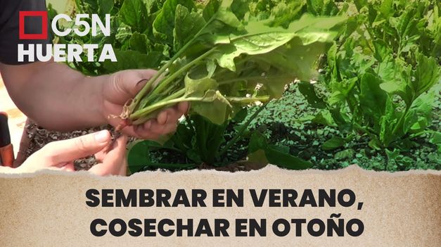 C5N | ¿Qué cosechar en tu huerta en otoño?