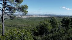 Desde el espacio, la NASA obtuvo importante información sobre los bosques para mitigar el calentamiento global.