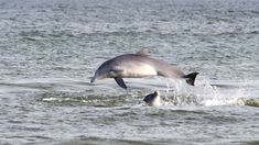 Su extensa franja de arena permite la práctica de diversos deportes. Su extensa franja de arena permite la práctica de diversos deportes.