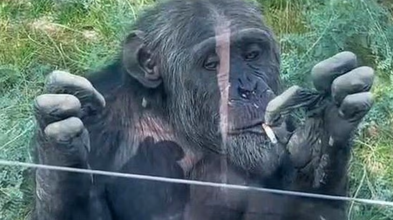 El hecho sucedió cuando un visitante lanzó el objeto a la jaula del animal.