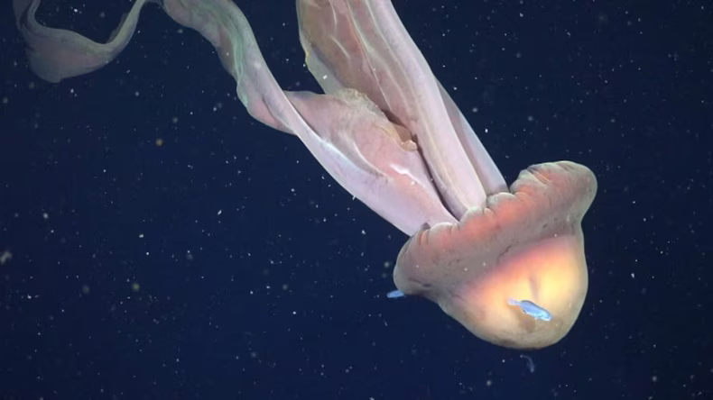 Científicos del CONICET registraron en el Mar Argentino una medusa gigante de tamaño excepcional