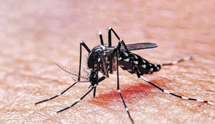 El Gobierno también culpa a la gestión anterior por la ola de mosquitos y el aumento de casos de dengue