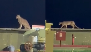 El puma apareció en la planta de tratamiento de petróleo crudo en la base del volcán Auca Mahuida, en la zona de Ricón de los Sauces.