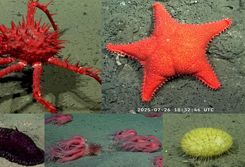 El foco será investigar invertebrados y peces; arrecifes de coral de aguas frías y hábitats vulnerables. El foco será investigar invertebrados y peces; arrecifes de coral de aguas frías y hábitats vulnerables.