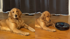 El perro conquistó a todos con su reacción. El perro conquistó a todos con su reacción.