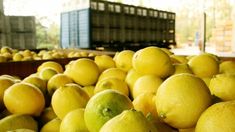 El limón es el cítrico que más aumentó y sufre una profunda crisis en su producción. El limón es el cítrico que más aumentó y sufre una profunda crisis en su producción.