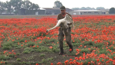 Video: cisnes se drogaron con amapolas y se olvidaron como volar