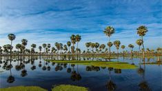 Este humedal tiene una extensión de 400.000 hectáreas. Este humedal tiene una extensión de 400.000 hectáreas.