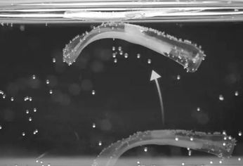 Los bioactuadores inventados por el equipo del Laboratorio de Robótica Blanda de la ETH en Zúrich, Suiza.