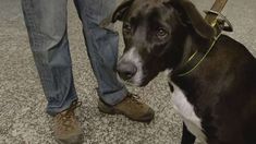 El perro tenía collar, creen que el dueño lo abandonó antes de viajar. El perro tenía collar, creen que el dueño lo abandonó antes de viajar.