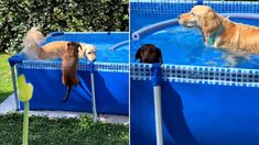 La salchicha nadadora que se robó todos los corazones en TikTok. La salchicha nadadora que se robó todos los corazones en TikTok.