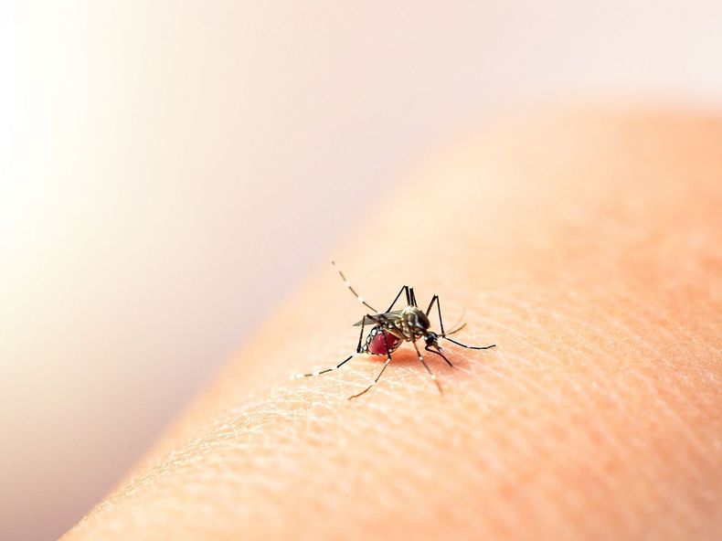 Siguen creciendo los casos de dengue en Argentina. 
