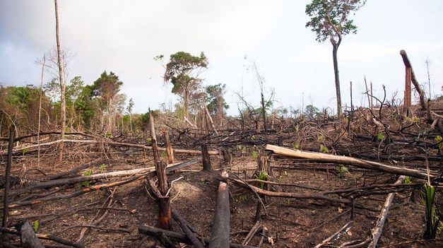 dia de la tierra: alertan que en 25 anos la argentina deforesto el equivalente a una provincia entera