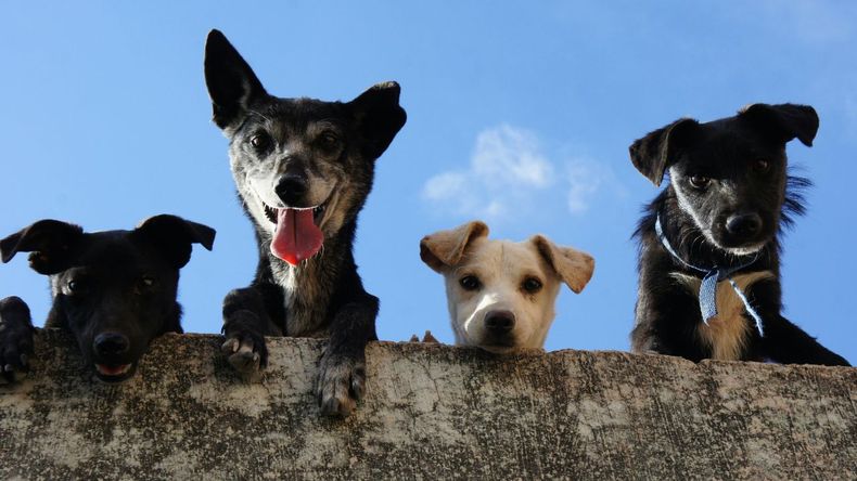 Elegir cómo llamar a una mascota implica considerar aspectos como su personalidad, su aspecto físico, la facilidad de pronunciación del nombre y la originalidad.