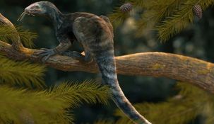 Cómo era el Venetoraptor, el enigmático reptil de 230 millones de años hallado en Brasil