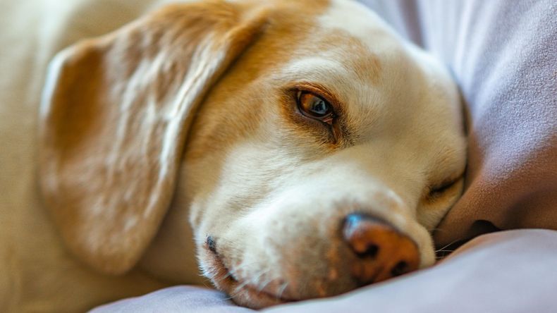 Esta cercanía biológica es un reflejo del vínculo emocional y cotidiano que se establece entre humanos y mascotas