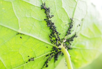 Este es el truco clave para cuidar de las plagas a las plantas de tu jardín.