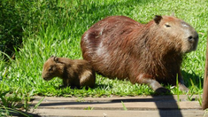 Se reactiva el debate sobre la protección de la fauna silvestre. Se reactiva el debate sobre la protección de la fauna silvestre.