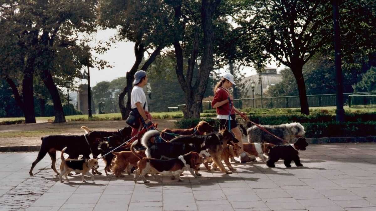Qué tan frío es demasiado frío para pasear a un perro?, image size:1200x675