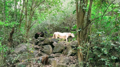 Esta reserva natural de Córdoba tiene una frondosa vegetación. Esta reserva natural de Córdoba tiene una frondosa vegetación.