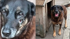 La perra vivía hace una década en una playa al cuidado del vecindario. La perra vivía hace una década en una playa al cuidado del vecindario.