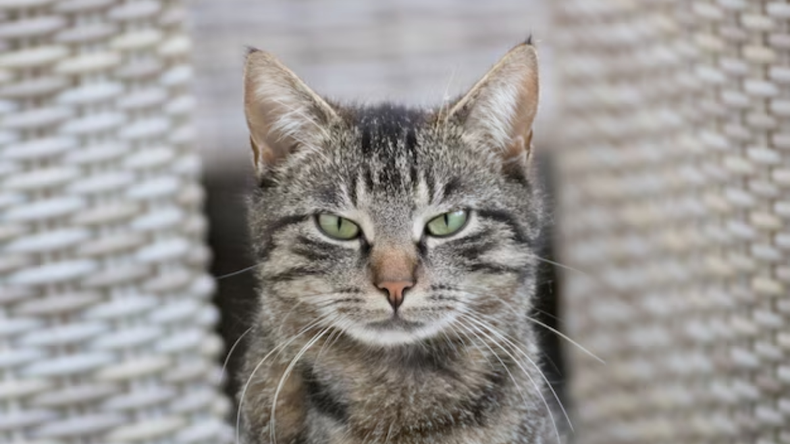 La inquietante teoría sobre el vínculo entre gatos y extraterrestres que se volvió viral
