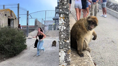 El encuentro entre la chica y el mono ocurrió en Gibraltar. El encuentro entre la chica y el mono ocurrió en Gibraltar.