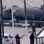 Investigan la muerte masiva de ballenas y temen un récord histórico superior a 2012.