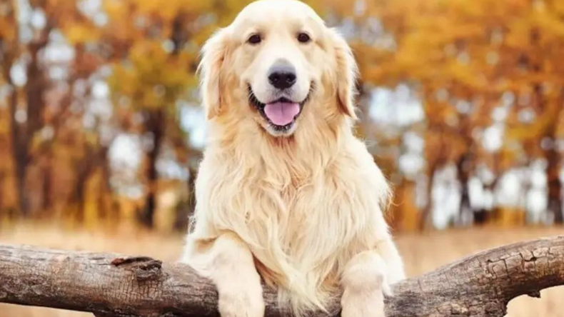 El relato del golden retriever conquistó a miles de usuarios por transmitir tranquilidad