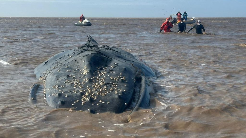 Se trata de dos ballenas jorobadas que