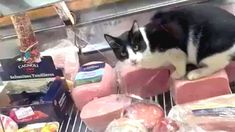 Un gato come jamón en la heladera de exhibición en un comercio de Mar del Plata. Un gato come jamón en la heladera de exhibición en un comercio de Mar del Plata.