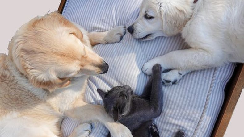 La compra de los animales estará permitida directamente a los criaderos.&nbsp;