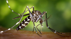 El número de insectos se disparó en todo el Valle de Las Vegas en los últimos años debido a varios cambios. El número de insectos se disparó en todo el Valle de Las Vegas en los últimos años debido a varios cambios.