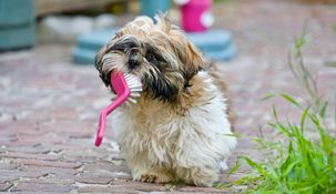 Existen hábitos simples que pueden aplicarse en casa para mantener a las mascotas limpias, saludables y con buen aspecto, sin necesidad de visitar con frecuencia una peluquería canina.