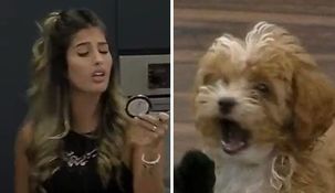 Julieta fue víctima de los cachorros. Julieta fue víctima de los cachorros.