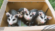 Sia, Gretel, Crash y Eddie. Sia, Gretel, Crash y Eddie.