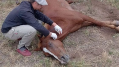 El virus que se transmite a través de mosquitos, se detectó en animales de Santa Fe, Corrientes, Córdoba, Buenos Aires y Entre Ríos. El virus que se transmite a través de mosquitos, se detectó en animales de Santa Fe, Corrientes, Córdoba, Buenos Aires y Entre Ríos.