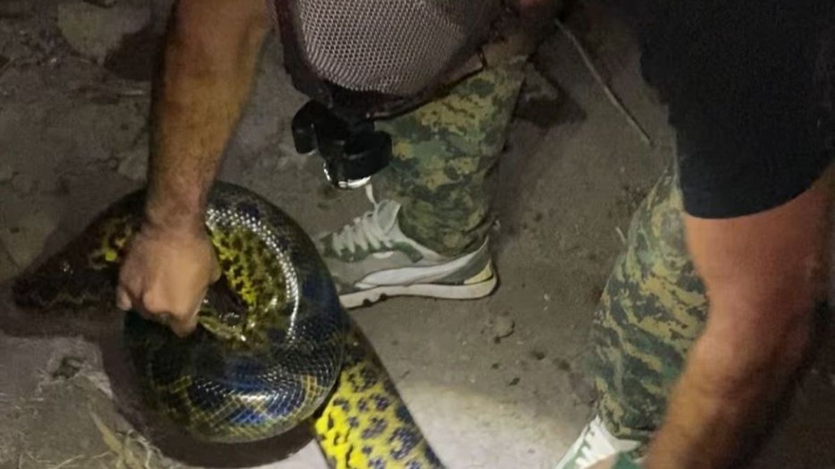 Chaco: hallaron una serpiente de más de dos metros en un gallinero y causó pánico