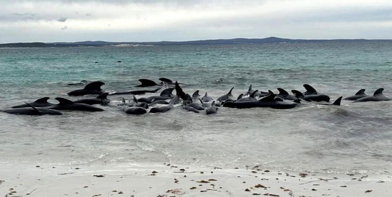 Murieron 97 ballenas piloto que habían quedado varadas en la playa oeste de Australia
