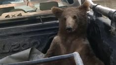 El oso turco intóxicado por miel loca. El oso turco intóxicado por miel loca.