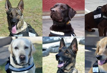 C5N | perros condecorados aduana