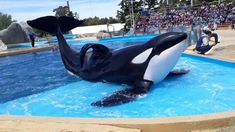 Kshamenk en Mundo Marino.