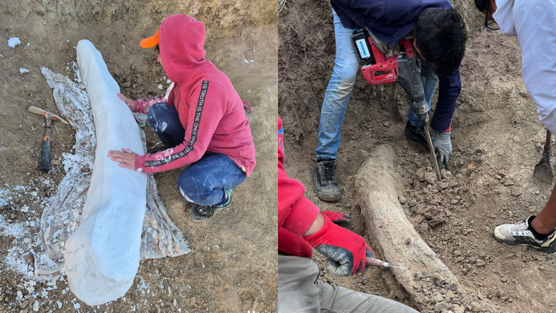El hallazgo de restos de estos gigantes no es raro en la zona, ya que en 2024 fueron rescatados fragmentos de varios ejemplares al norte del balneario Mar del Sud. 