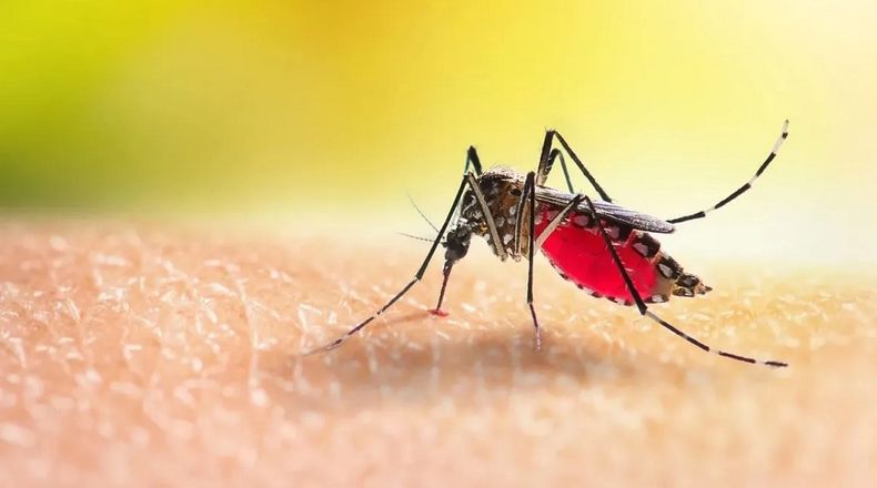 Dengue en niveles récord: infectólogos adelantan cuándo llegará el pico