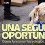 El rol de los hogares de tránsito es fundamental, junto a las castraciones y la concientización para adoptar.